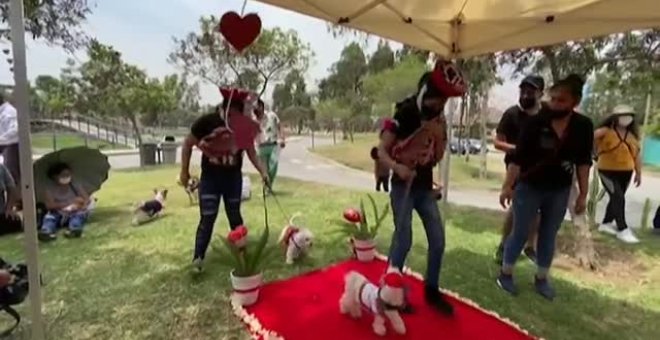 Matrimonios perrunos para celebrar San Valentín