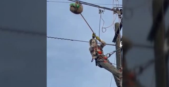 Rescate de un perezoso encaramado a un cable de la luz en Colombia