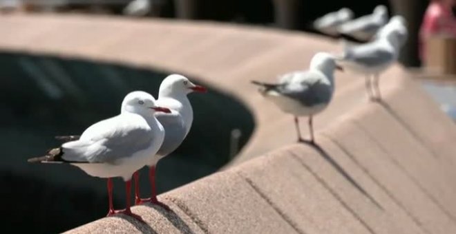 Patrulla canina contra las gaviotas en el restaurante de la Ópera de Sidney