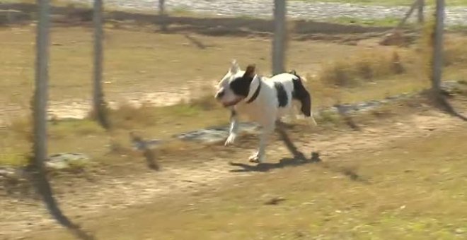 Luz verde a la nueva Ley de Protección animal que endurece las multas por maltrato