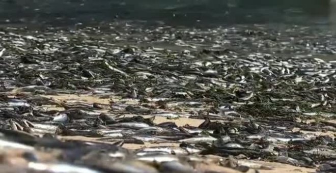 Aparecen muertas miles de sardinas y anchoas en una playa de Chile