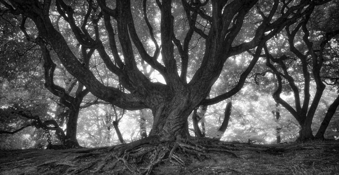 Los viejos rockeros de la naturaleza nunca mueren