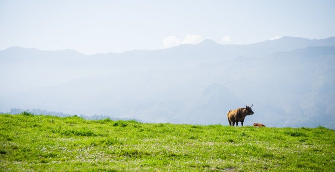 Ecologismo de emergencia - Los 'animales' de la RAE