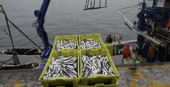 Capturas "pequeñas" y precios "bajos" en el arranque de la costera de la anchoa