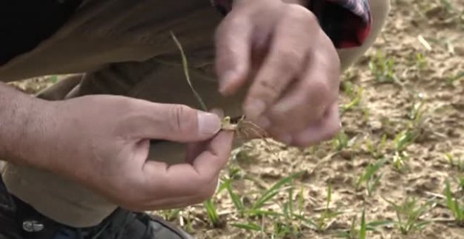 Preocupación entre los ganaderos por la escasez de cereales, procedentes en su mayor parte de Rusia y Ucrania