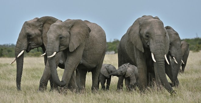 Del elefante al babuino: España es el segundo país de Europa que más trofeos de caza importa del extranjero