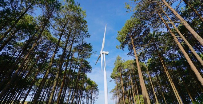 Iberdrola reforesta más de dos millones de árboles en los últimos dos años