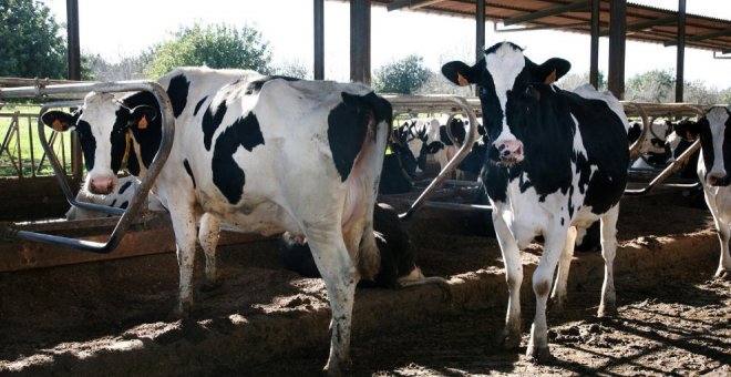 "Dejar sin suministro al sector ganadero es gravísimo porque los animales podrían morirse"