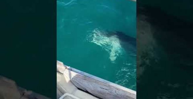 El buen tiempo atrae a los delfines, que dejan verse en la Bahía de Santander