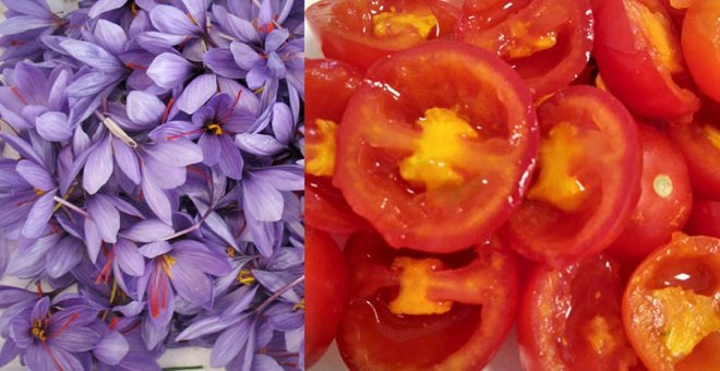 Investigadores de la UCLM crean el 'tomafrán', tomate modificado genéticamente que podría prevenir el alzhéimer