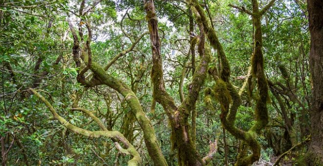 Pato confinado - La Gomera, paraíso atlántico y gastronómico