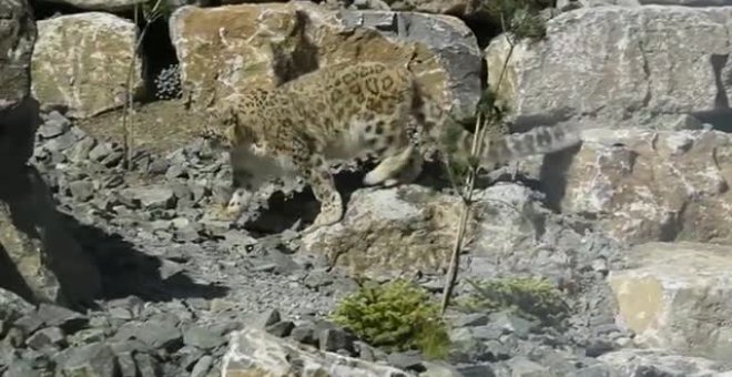 Los pandas rojos y los leopardos de las nieves del zoo de Dublín ya tienen nueva casa