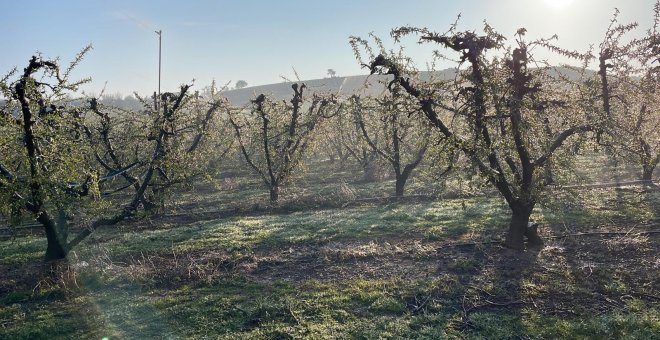 Una tercera nit consecutiva de gelades a Ponent acaba de malmetre la fruita que s'havia salvat