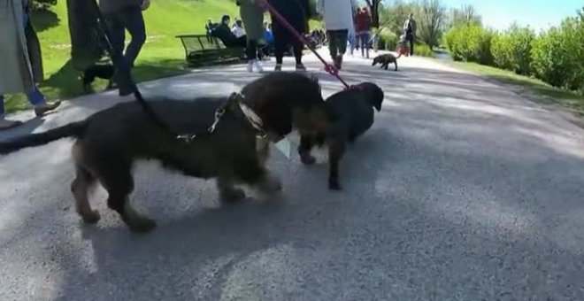 Cientos de perros salchicha se unen en Múnich para celebrar los 50 años de los Juegos Olímpicos