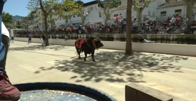 Los toros 'ensogaos' vuelven a Beas de Segura, en Jaén