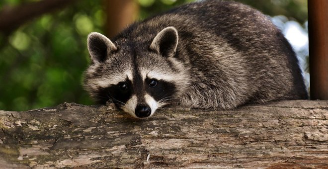 Estos son los animales que no puedes tener como mascota en España