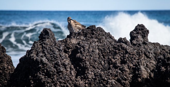 Telurio, cobalto y diversidad de especies marinas, la riqueza de las aguas canarias que España y Marruecos se disputan