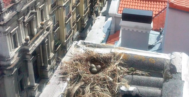 Comienza una nueva campaña de control de la población de gaviotas