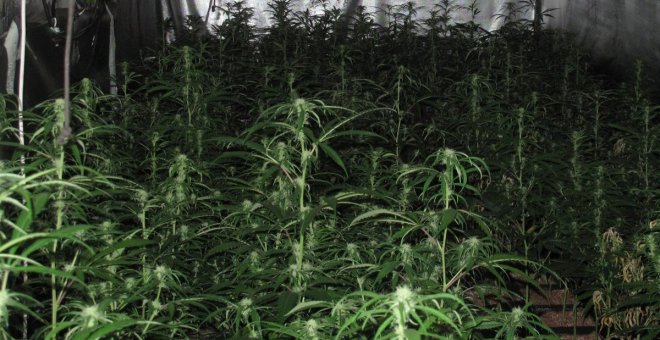 Cinco detenidos por cultivar 400 plantas de marihuana en dos viviendas y municipios diferentes