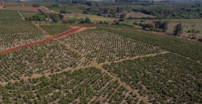 Yerba mate: la bebida nacional argentina busca nuevos horizontes en China