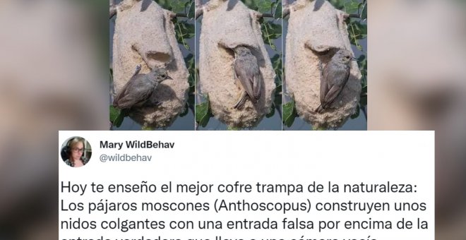 El ingenioso nido de los pájaros moscones que ha maravillado a los tuiteros: "Menos mal que las serpientes no tienen Twitter"