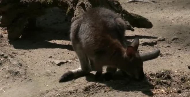 Dos canguros cuidan de sus crías, una albina y otra marrón, y comparten incluso bolsa en un zoo de la República Checa