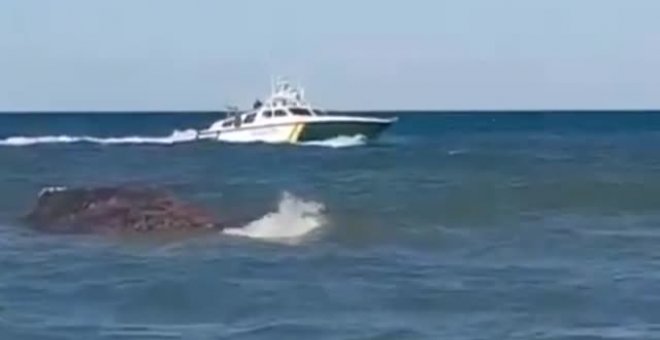 Muere en Valencia la ballena rescatada en Mallorca