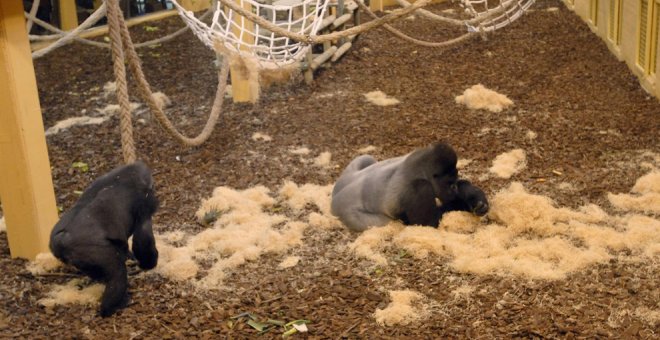 Seis de los siete gorilas de Cabárceno se contagiaron de ómicron