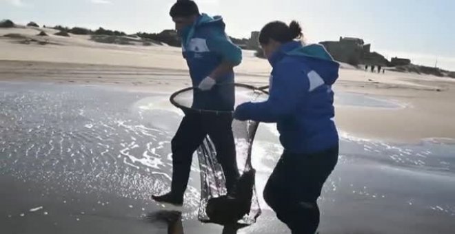 Las redes de pesca y la contaminación humana en el mar afecta gravemente a los lobos marinos en Argentina