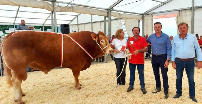 115 ejemplares de 25 ganaderías, en el VI Concurso Monográfico Raza Limusín de Treceño