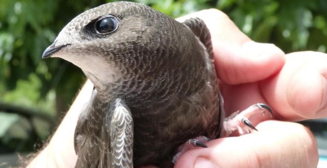 Tres magníficos libros sobre aves: recetas de salud natural