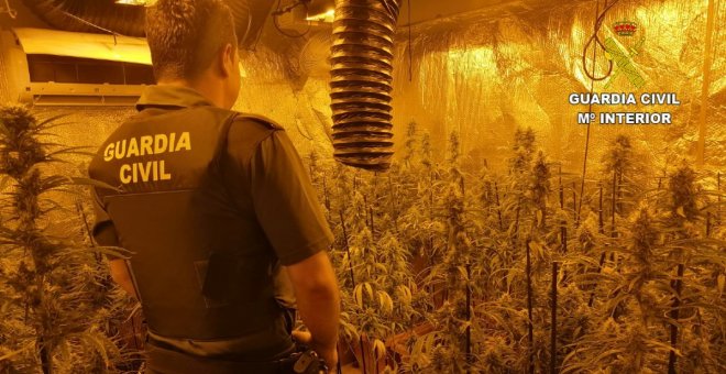 Casi un millar de plantas de marihuana en dos viviendas, una de alquiler y otra 'okupada', hay un detenido en Toledo