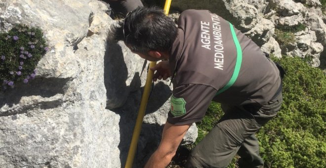 La osa adulta despeñada tras ser atacada en la Montaña Palentina está refugiada en una cueva