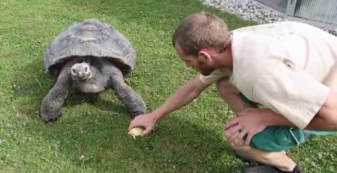 Nace en un zoo de Suiza una tortuga gigante albina de Galápagos