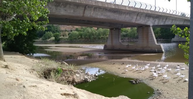 Preocupación por la alarmante bajada del caudal del Tajo a su paso por la ciudad de Toledo