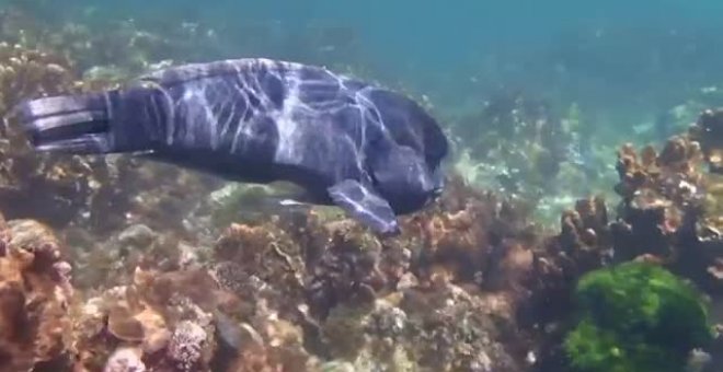 Científicos australianos estudian los corales blandos con una técnica que identifica su salud