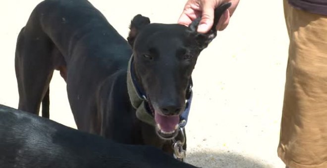 Prohíben a un hombre poseer y convivir con animales durante cuatro años tras matar a su perro