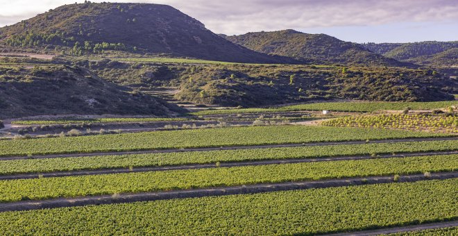 Las cooperativas catalanas del cava alertan que es necesario frenar el "oligopolio" de los elaboradores