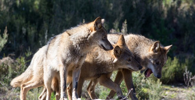 ASAJA apoya la decisión de extraer diez lobos promovida por el Gobierno regional