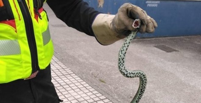 Los bomberos retiran una serpiente que estaba en la carretera de Matamorosa