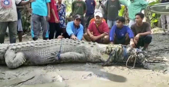 Un indonesio atrapa un cocodrilo de más de 4 metros cerca de su casa