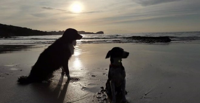 El Ayuntamiento recuerda que 'La Playuca' es apta para perros