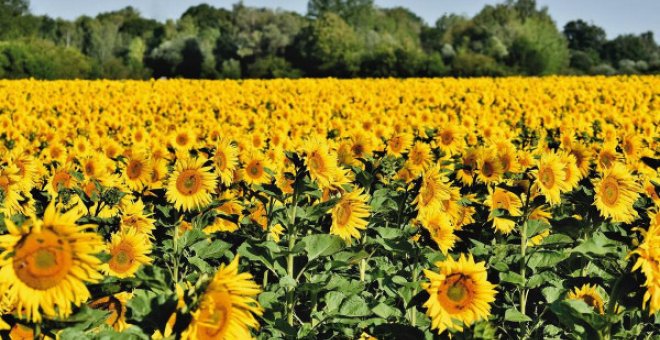 La guerra del girasol