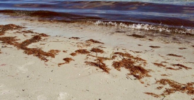 La campaña de extracción de caloca se desarrollará del 1 de agosto al 30 de septiembre