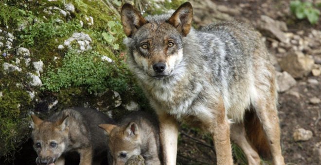 Declarada inconstitucional la caza del lobo al norte del Duero