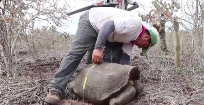 La repoblación de tortugas gigantes en una isla de Galápagos en Ecuador ha resultado todo un éxito