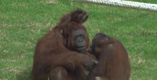 El zoo de Guadalajara (México) presenta a sus dos nuevos inquilinos