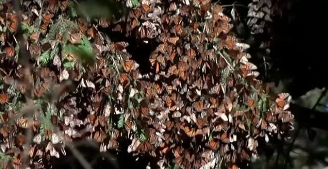 La mariposa monarca entra en la lista de especies en riesgo de extinción