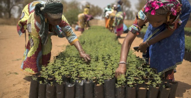 África presume con ejemplos de resiliencia ecológica