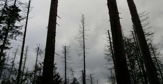 La enorme tristeza de los árboles muertos